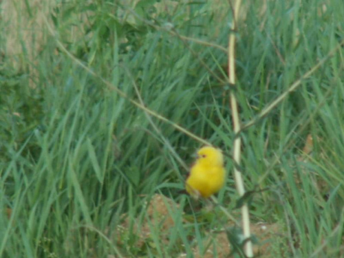 Kto wie co to za ptaszek. Niby pliszka żółta ale chyba nie. Bardzo mały, mniejszy od wróbla i płochliwy. Pierwsz raz go widziałem w moich stronach. #Przyroda #ptaki #Wałbrzych