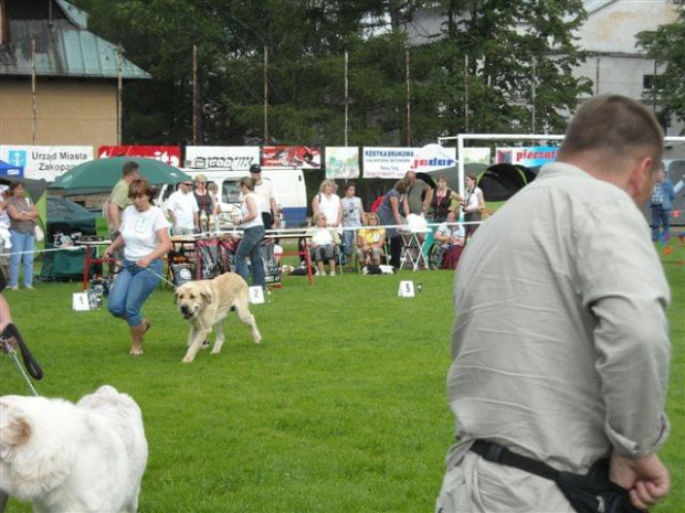 zakopane2008 - mastif hiszpański