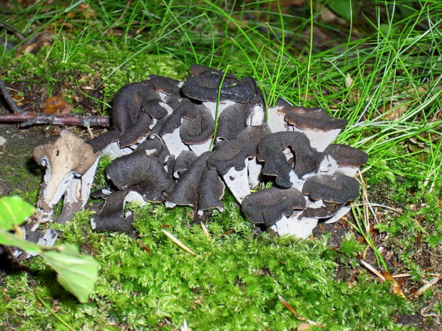 Lejkowiec dęty (Craterellus cornucopioides) #grzyb #grzyby #las #lejkowiec