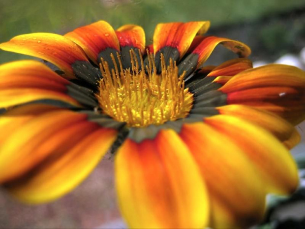 Gazania