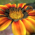 Gazania