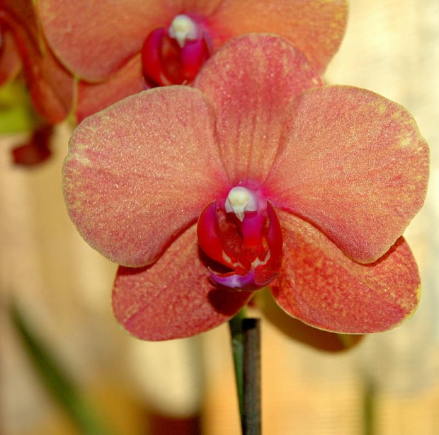 phalaenopsis "orange"