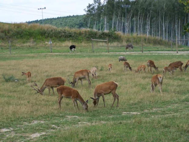 Bałtów 6.08.2008