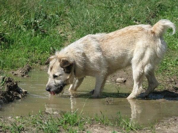 Taki upał, aż pić się chce.