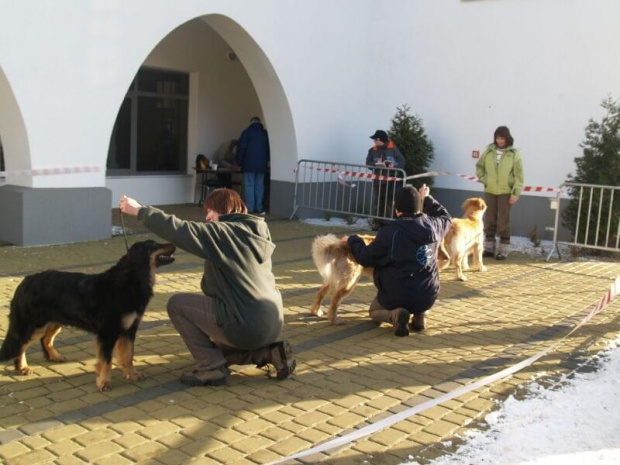 17.02.2008 Toruń (bydgoska wystawa walentynkowa)