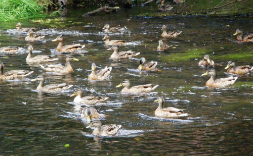 Kaczki - Sławno,sierpień 2008 r. #Ptaki #kaczki