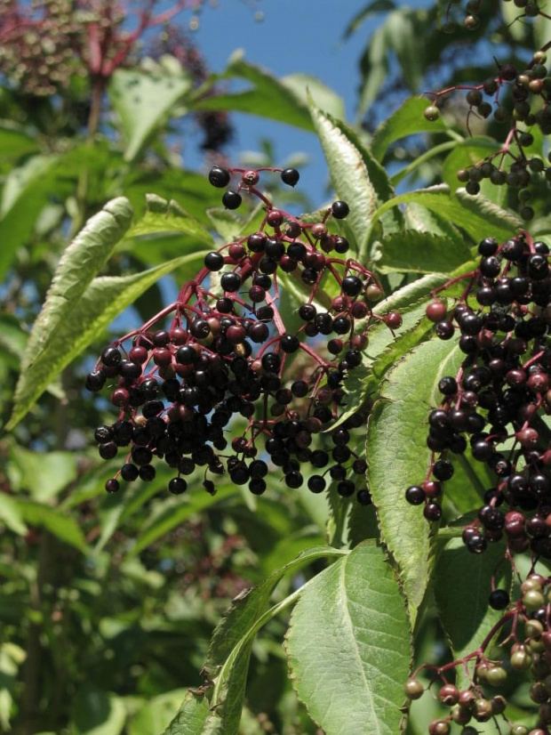 Sambucus nigra