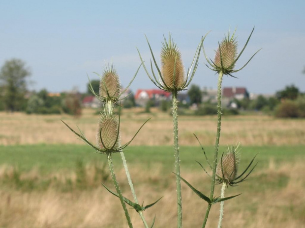 szczeć (Dipsacus)