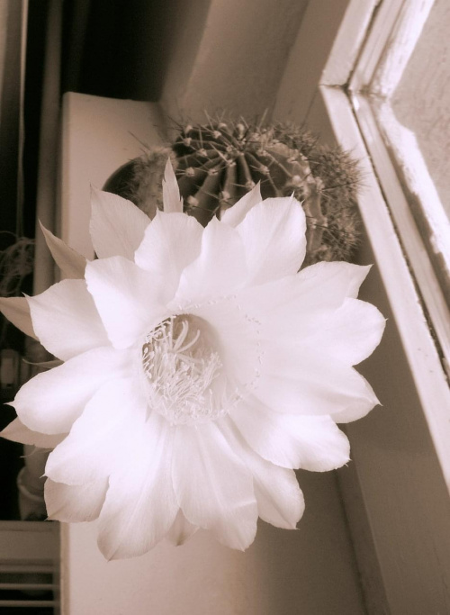kwiat kaktusa #rośliny