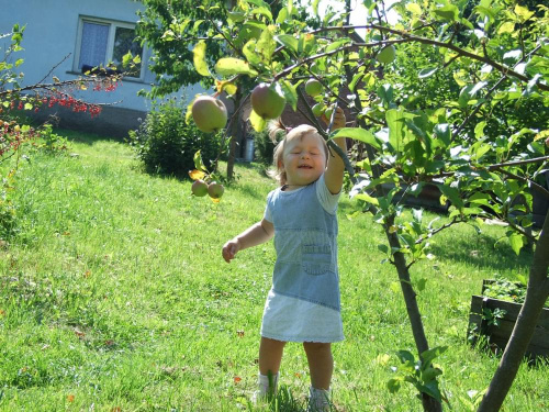 zbieramy jabłuszka