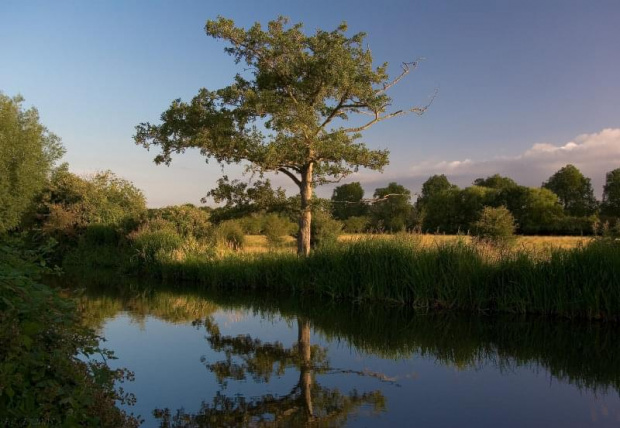 Drzewo nad Kennet and Avon Canal.