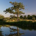 Drzewo nad Kennet and Avon Canal.