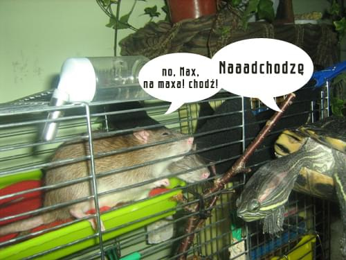;) #chyna #szczur #rat #max