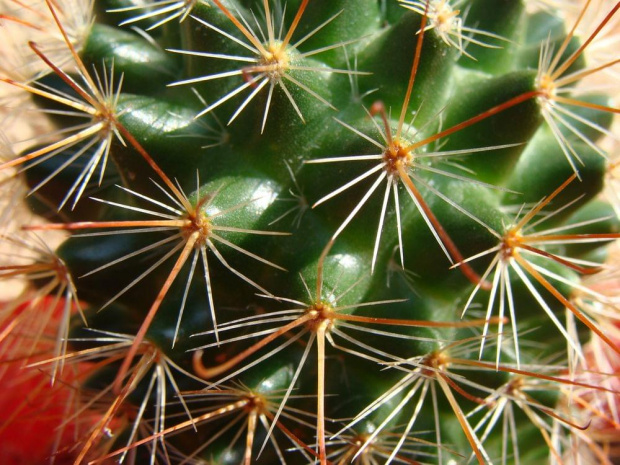 Mammillaria