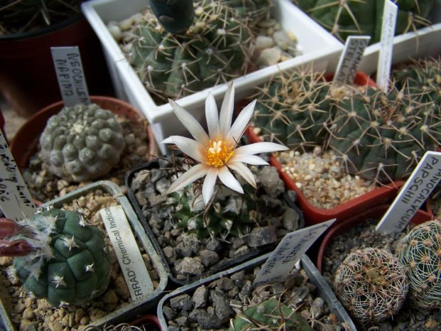 Turbinicarpus