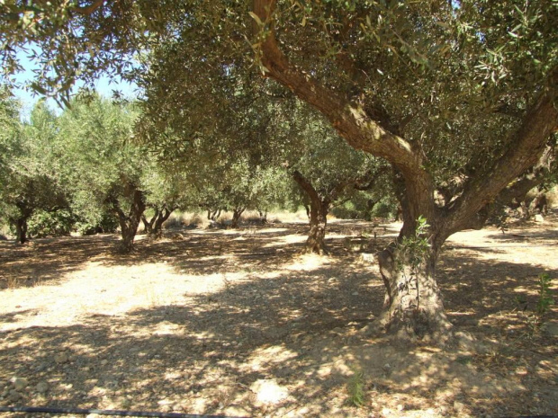 oliwne gaje są wszędzie. to główna uprawa na Krecie. ale za to oliwe mają wspanmiałą