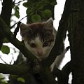 Kociaczek #drzewo #kici #kot #kotek