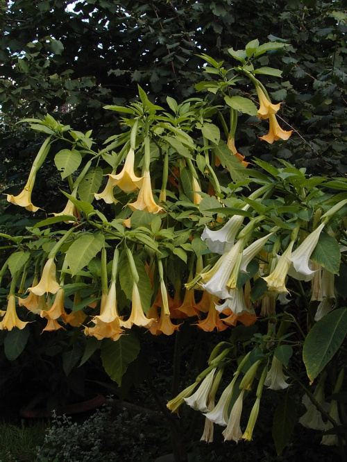 datura