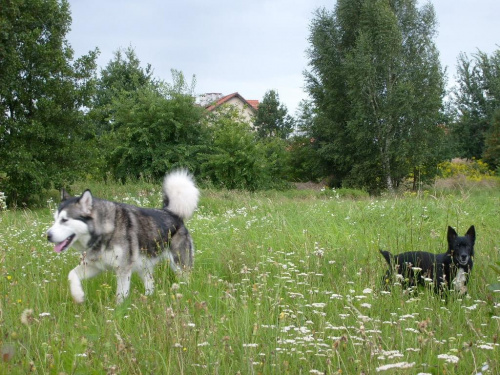 masza #AlaskanMalamute