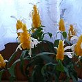 Pachystachys lutea