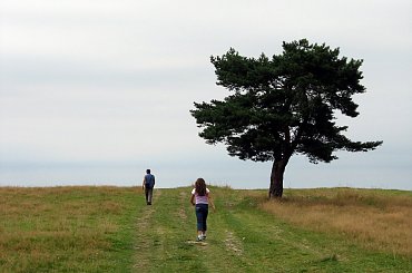 #drzewo #horyzont #łąka #PolnaDroga