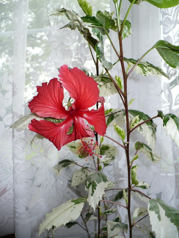 Hibiskus variegata