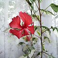 Hibiskus variegata