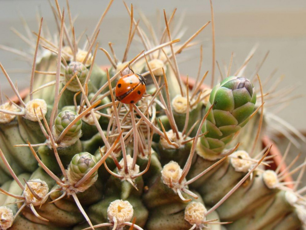 Gymnocalycium mihanovichii