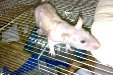 Arturek... #art #artur #arturek #szczur #szczurek