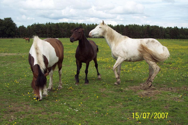 od lewej Gypsy, Rolo, Shakira