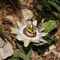 Passiflora - etap I