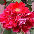 Piekno kwiatow rozy. Roza 'Flamentanz' #kwiaty #lato #czerwony #MojeRosliny #MÓJOGRÓD #ogrod #PieknoPrzyrody #rosliny #roze