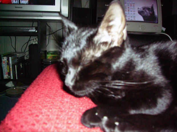 Kicia- lubie odpoczywać