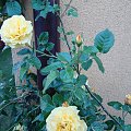 #ogród #rośliny #hobby #róża
