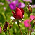 #makro #kwiaty #natura #przyroda #róża #ogród