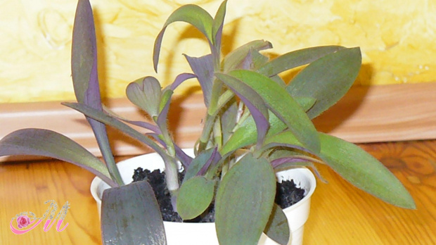 Tradesciantia pallida / Trzykrotka purpurowa
