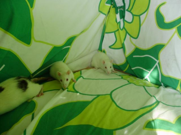 albinoski