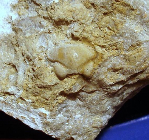 Glabella trylobita Chasmops sp. Długość okazu - 1,1 cm . Wiek : dolny ordowik – górny dewon . Data znalezienia : 2004 .