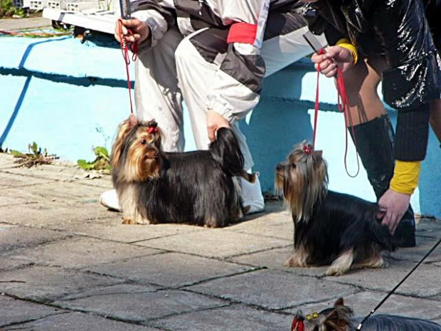 Wystawa psów Zabrze 2008