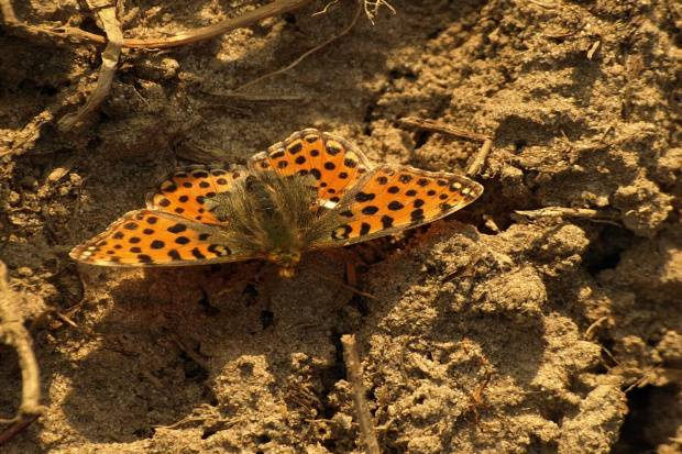 Dostojka latonia