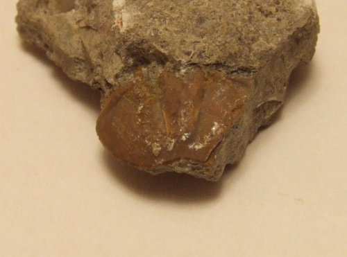Pygidium trylobita ; chyba jakiś Asaphus sp. Długość okazu - 1,8 cm . Wiek : dolny ordowik – środkowy ordowik . Data znalezienia : 2003 .