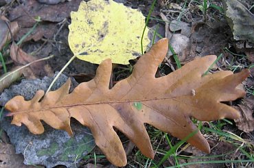 były liście dwa #Puszcza #jesień