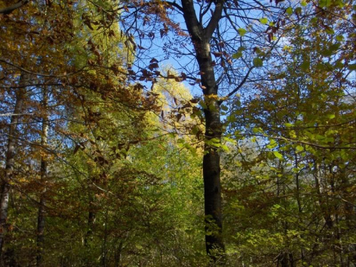 #las #jesień #bieszczady