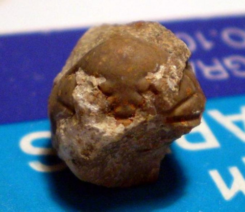 Górna część trylobita ; najbardziej przypomina to rodzaj Dalmanitina sp. Długość okazu - 1,3 cm . Wiek : ordowik - sylur . Data znalezienia : 2003 .