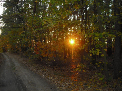 iść w stronę słońca... #las #jesień #natura