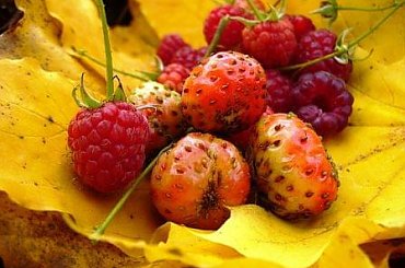 #jesień #truskawki #maliny #liść #owoce #kolory #złoto