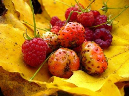 #jesień #truskawki #maliny #liść #owoce #kolory #złoto
