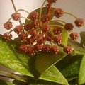 Hoya (Hoja) gracilis