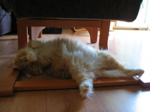 Bunia - 16 lipca 2007 - upał #koty
