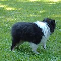 BLACK STONE Vesca Montana #sheltie